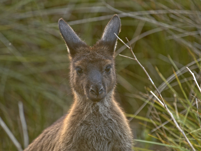 Kangaroo Island, Kangaroo